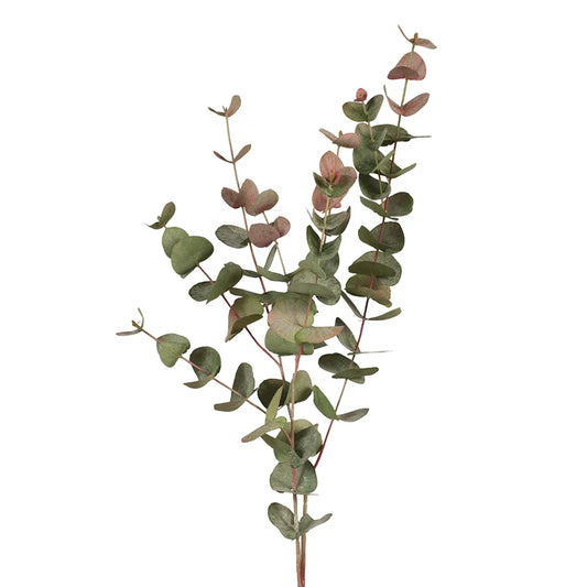 Eucalyptus Silver Dollar - Grey Red