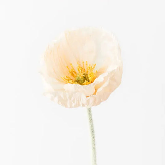 Poppy Iceland Peach - Single