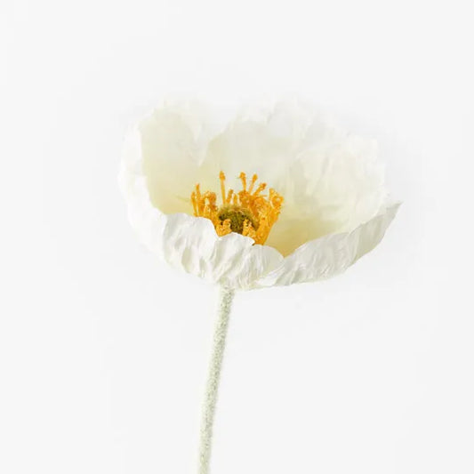 Poppy Iceland White - Single