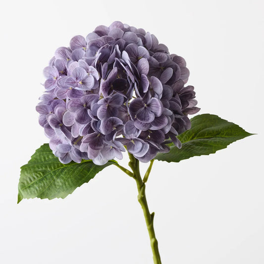 Hydrangea - Lavender