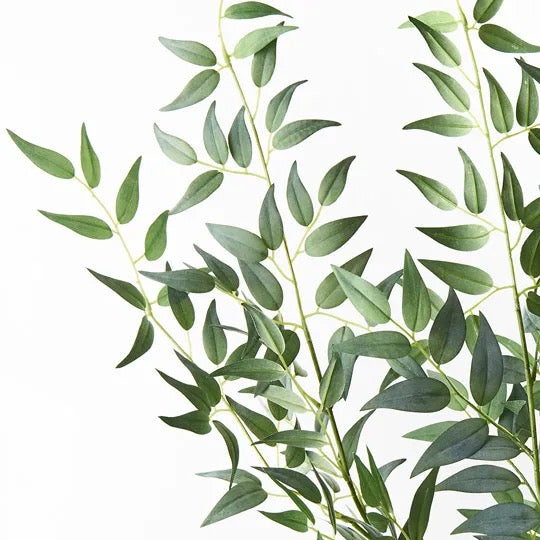 Ruscus Italian Bush Grey Green
