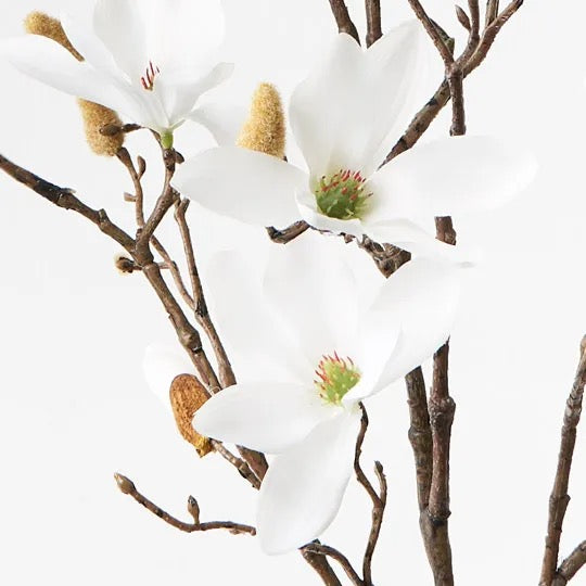 Magnolia Tree Spray White