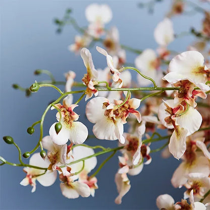 Orchid Dancing Cream