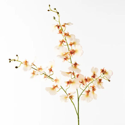 Orchid Dancing Cream