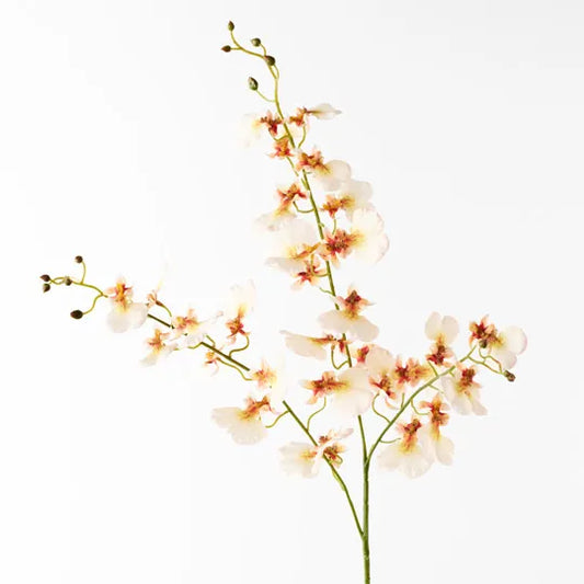 Orchid Dancing Cream