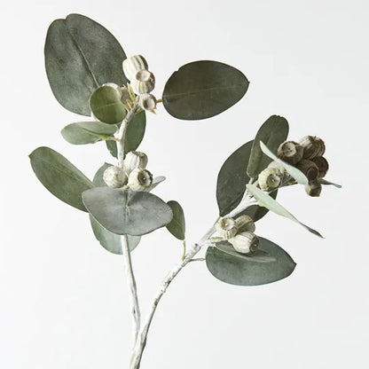 Eucalyptus Tetragona Spray