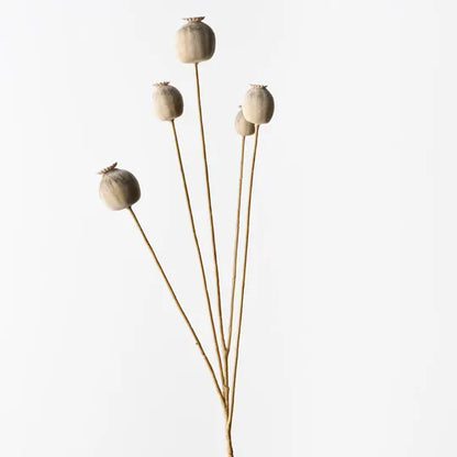 Poppy Pod Spray