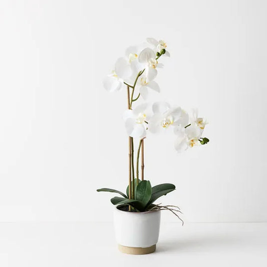 Orchid Phalaenopsis in Nele Pot