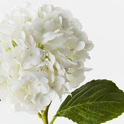 Hydrangea Winter White